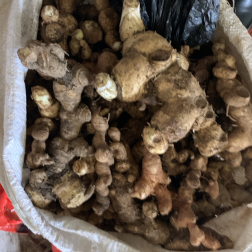 姜型甜黄精鲜货统个欢迎预定