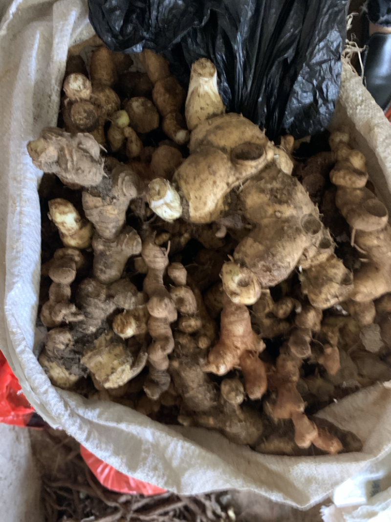 姜型甜黄精鲜货统个欢迎预定