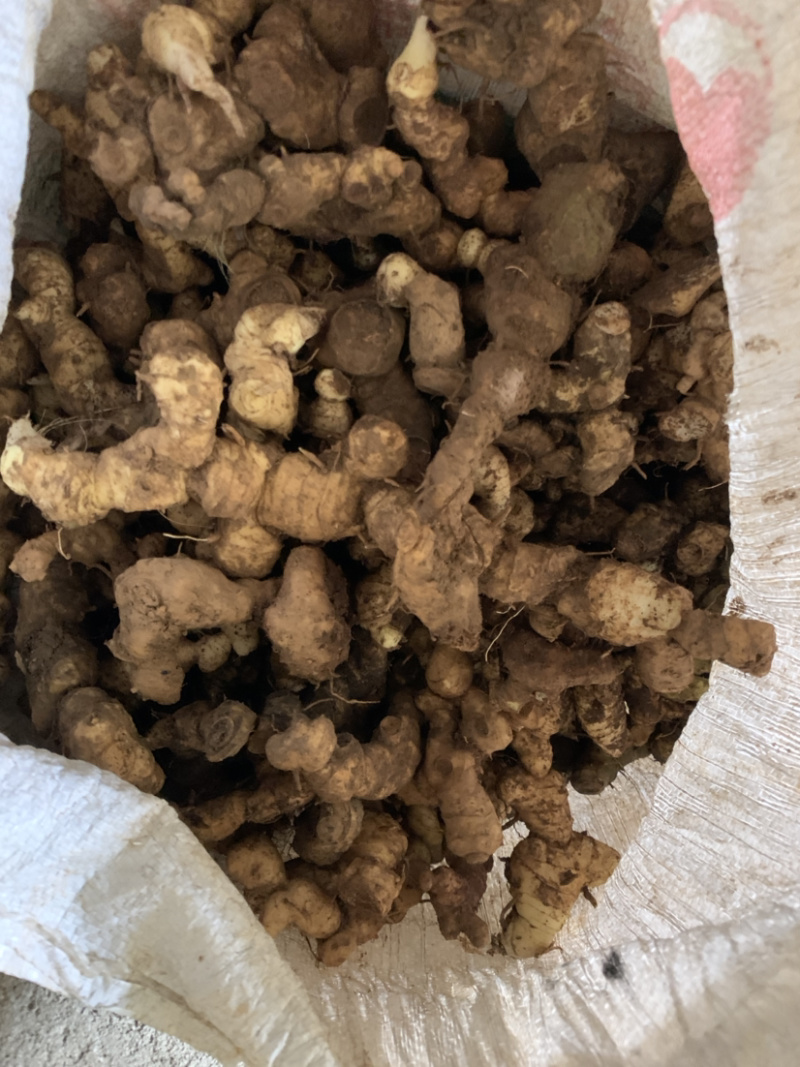 姜型甜黄精鲜货统个欢迎预定