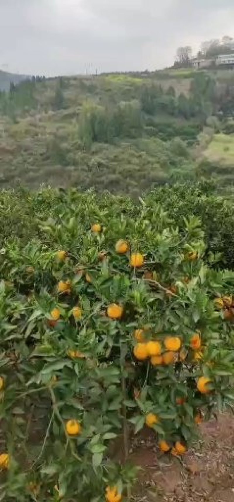 奉节脐橙72一1，伦晚