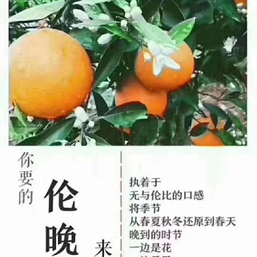 奉节脐橙72一1，伦晚