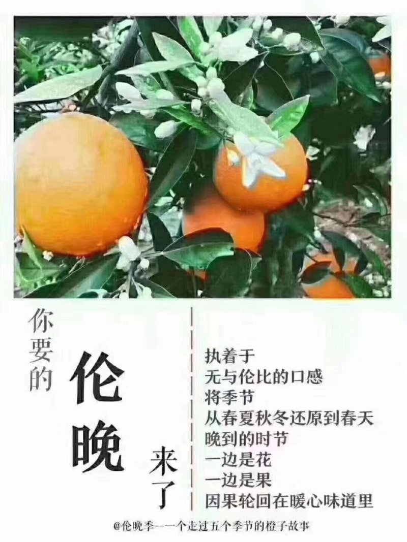 奉节脐橙72一1，伦晚