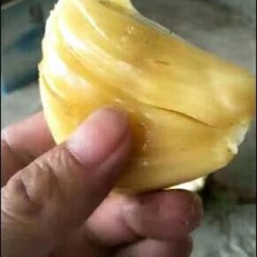 电白本地菠萝蜜，海南马来一号菠萝蜜大量供应，包上车！