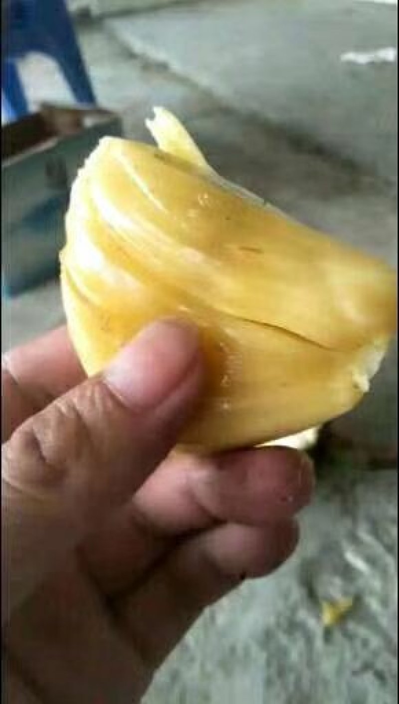 电白本地菠萝蜜，海南马来一号菠萝蜜大量供应，包上车！
