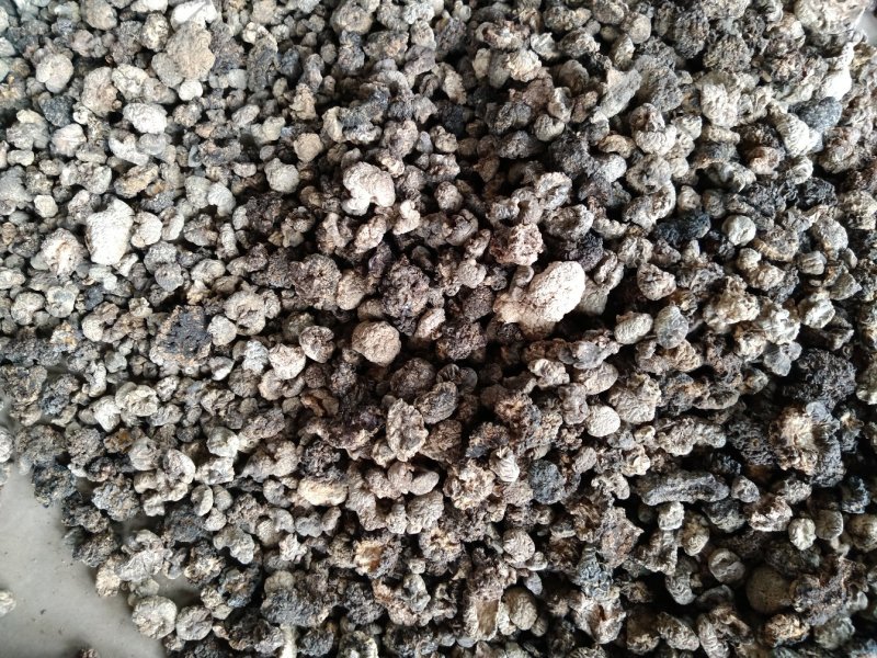 黑玛卡菌，菌片，干货产地供应。