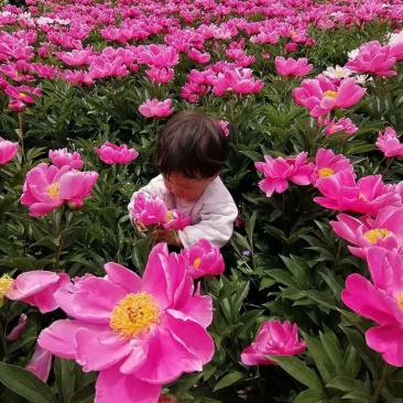 白芍芽，白芍种苗，白芍芽头，白芍芽，白芍铺棒芽