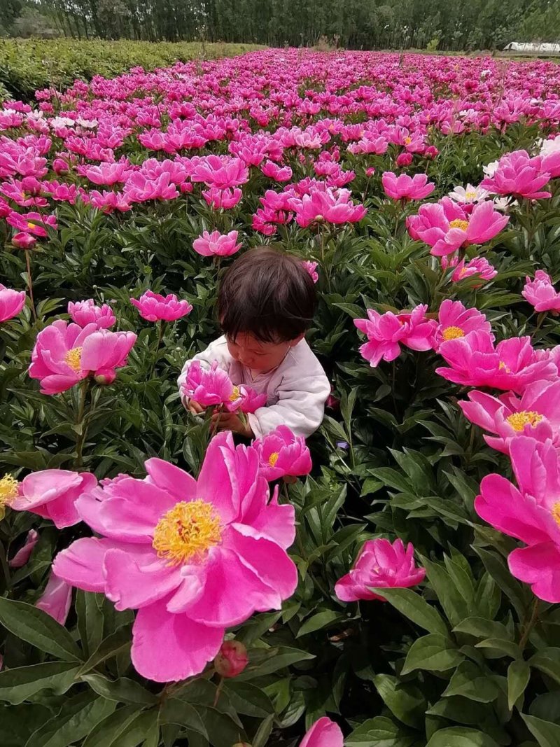 地产药材白芍芽，白芍芽头，保质保量，包销售，