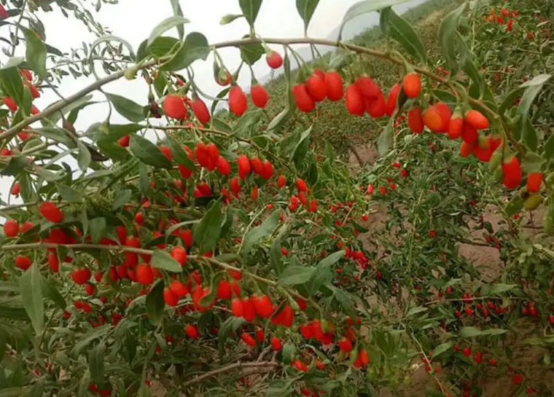 枸杞树南方北方种植阳台庭院盆栽地栽盆景苗当年结果。
