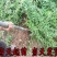 枸杞树南方北方种植阳台庭院盆栽地栽盆景苗当年结果。