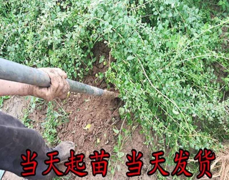 枸杞树南方北方种植阳台庭院盆栽地栽盆景苗当年结果。