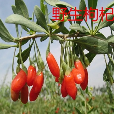 枸杞树南方北方种植阳台庭院盆栽地栽盆景苗当年结果。