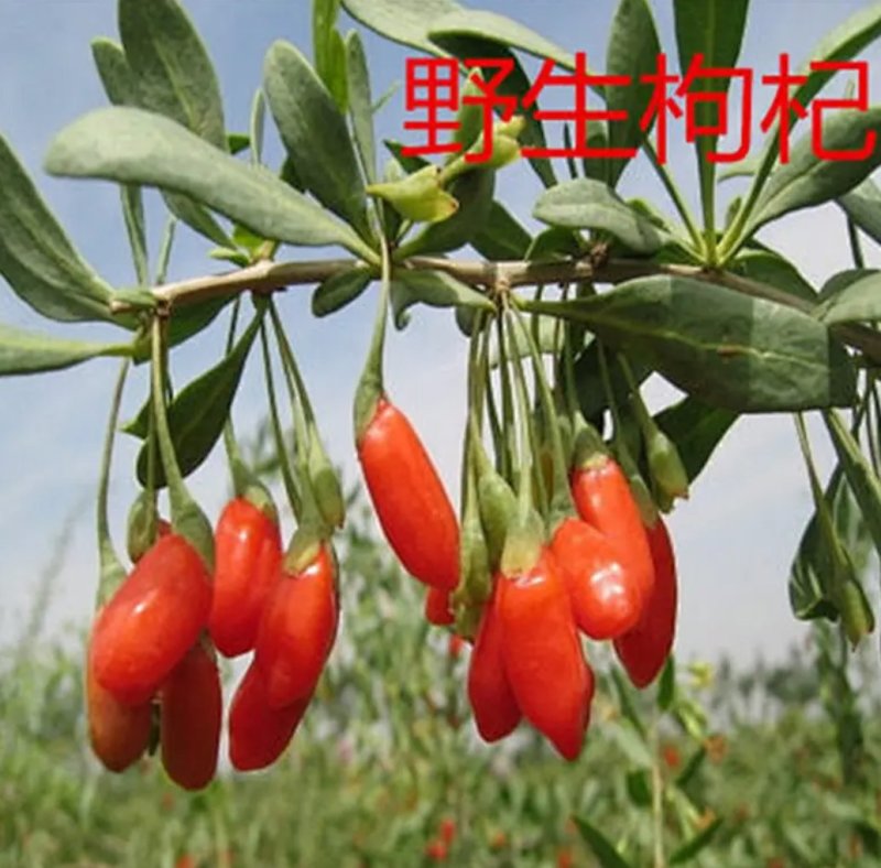 枸杞树南方北方种植阳台庭院盆栽地栽盆景苗当年结果。