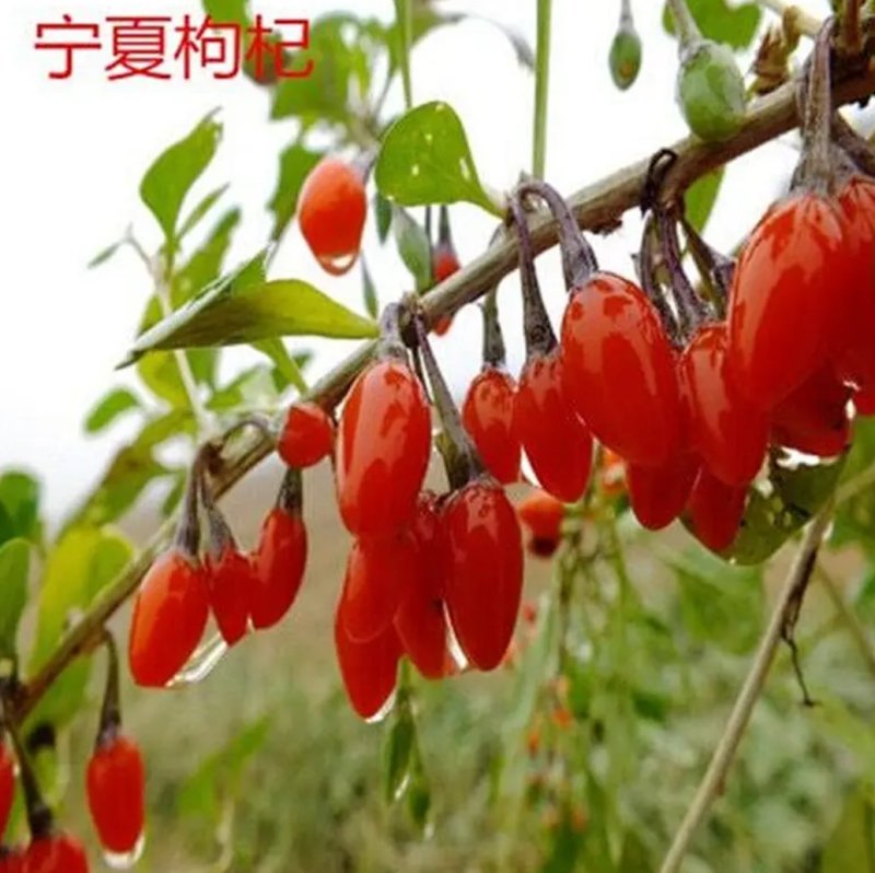 枸杞树南方北方种植阳台庭院盆栽地栽盆景苗当年结果。