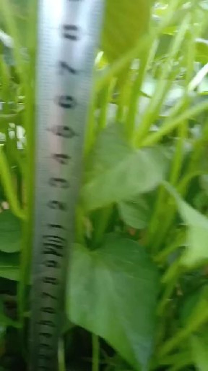 陆地大田苗，脱毒商薯19，龙薯九号，西瓜红薯苗日供货百万