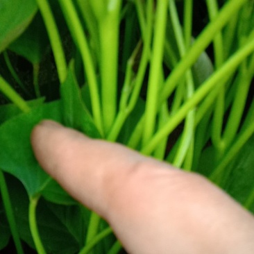 陆地大田苗，脱毒商薯19，龙薯九号，西瓜红薯苗日供货百万