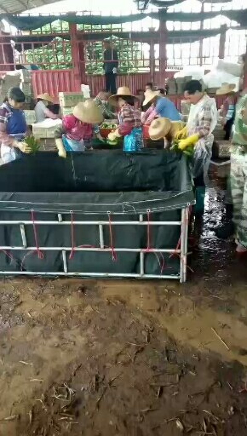 香蕉产地大量供应中，欢迎来产地考察，开始上市中