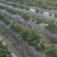 2026年新沃土土豆，留平一号，黄皮黄心，都是一手货源。