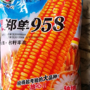 郑单一958玉米种，轴细出率高穗大，放心购买