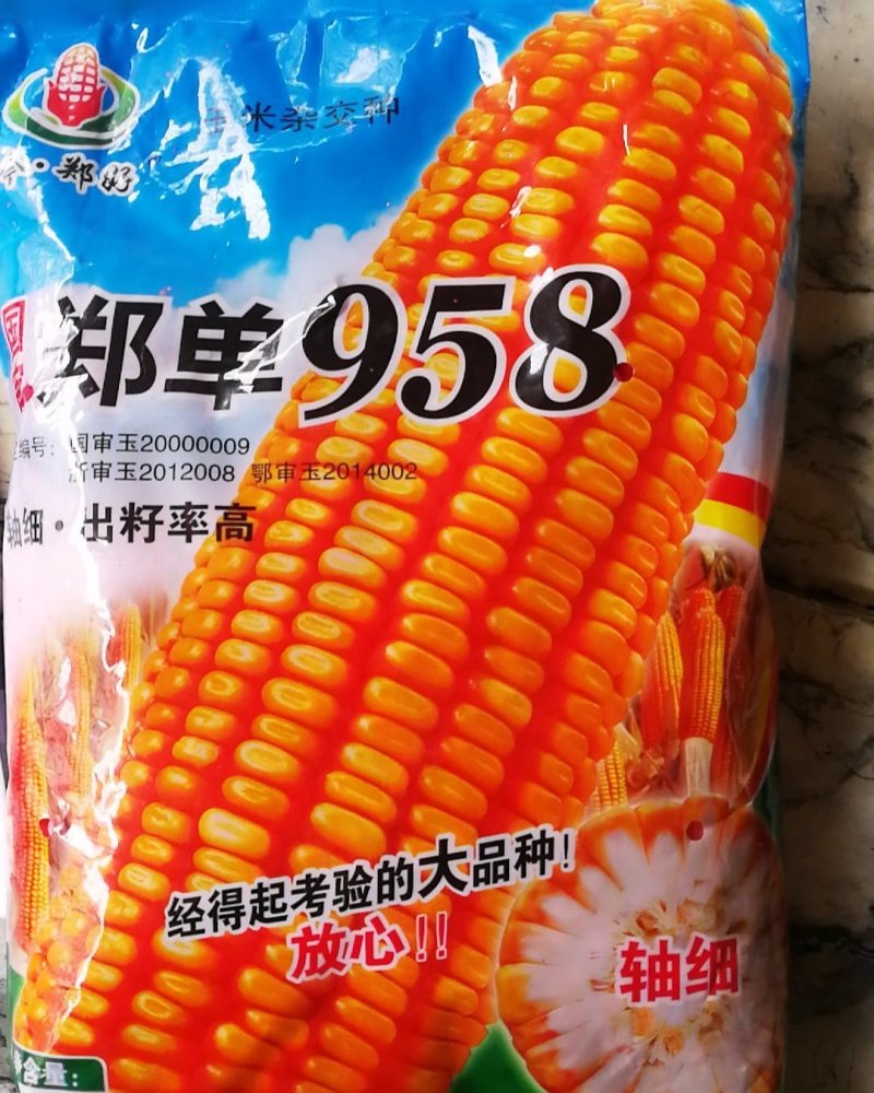 郑单一958玉米种，轴细出率高穗大，放心购买