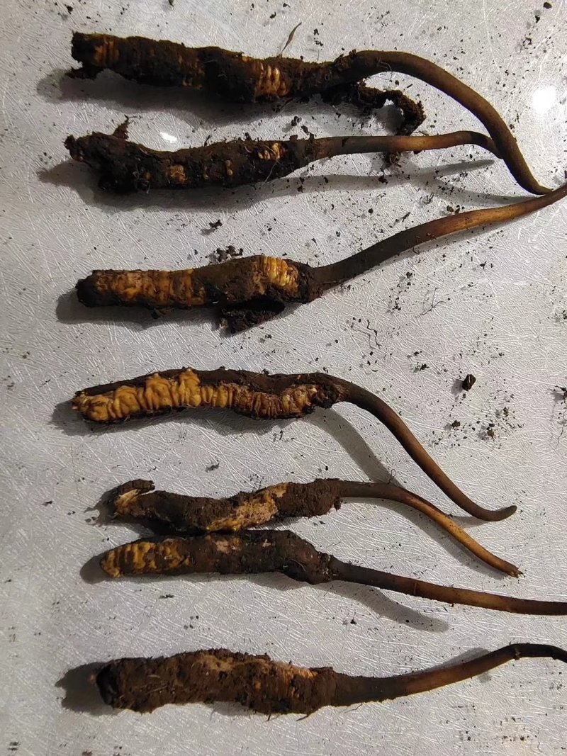 鲜草2021年冬虫夏草5根一独立真空包装顺丰包邮