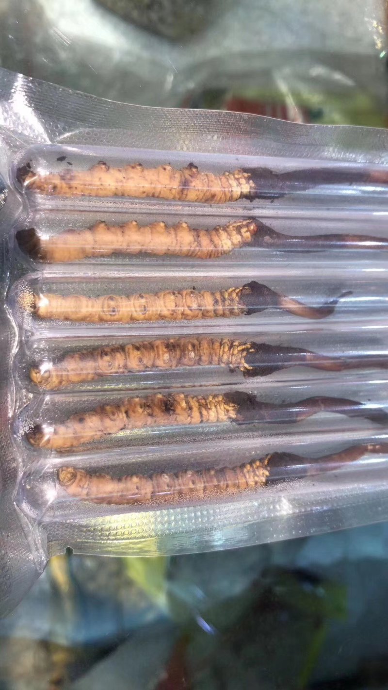 鲜草2021年冬虫夏草5根一独立真空包装顺丰包邮