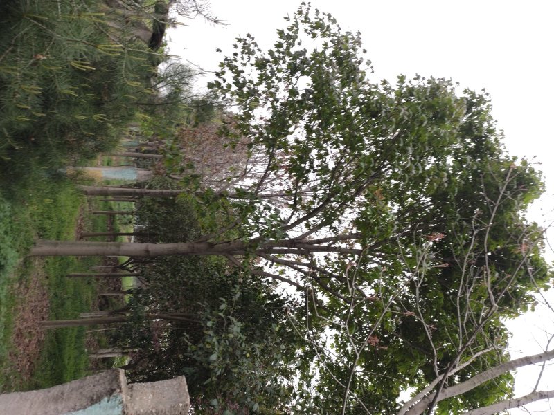 陕西周至县大田七叶树货源充足欢迎老板考察