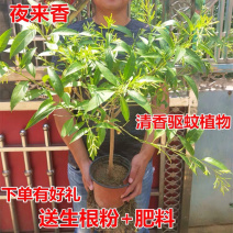 基地直供优质种苗夜来香苗地栽香飘万里，量大优惠，欢迎合作