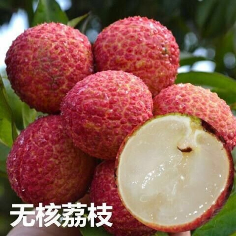 正品种无核荔枝南北方都可以种植耐寒品种。