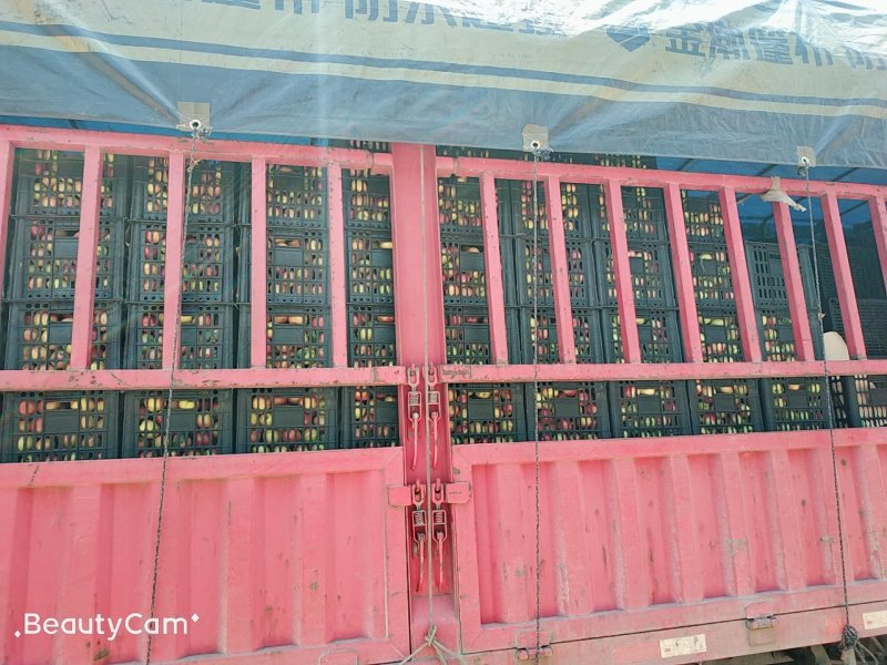 产地直供精品开园金雷，千年红，曙光，09-3中油系列油桃