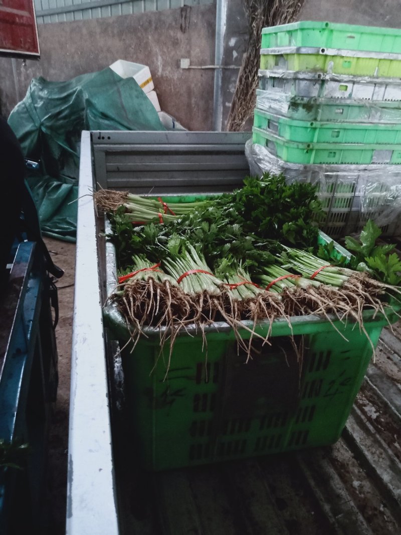 毛芹，产地直发，专业代收，保质保量，可视频看货，质量保障