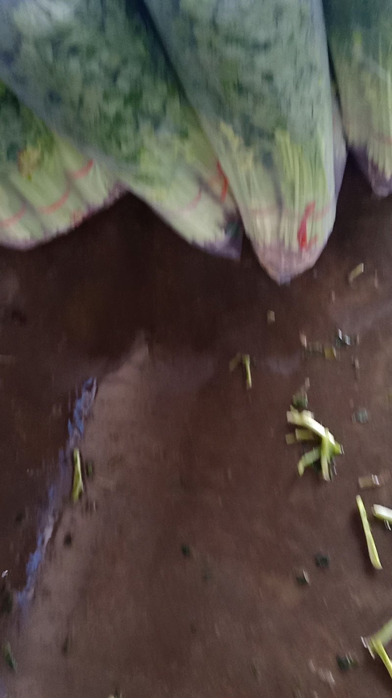 毛芹，产地直发，专业代收，保质保量，可视频看货，质量保障