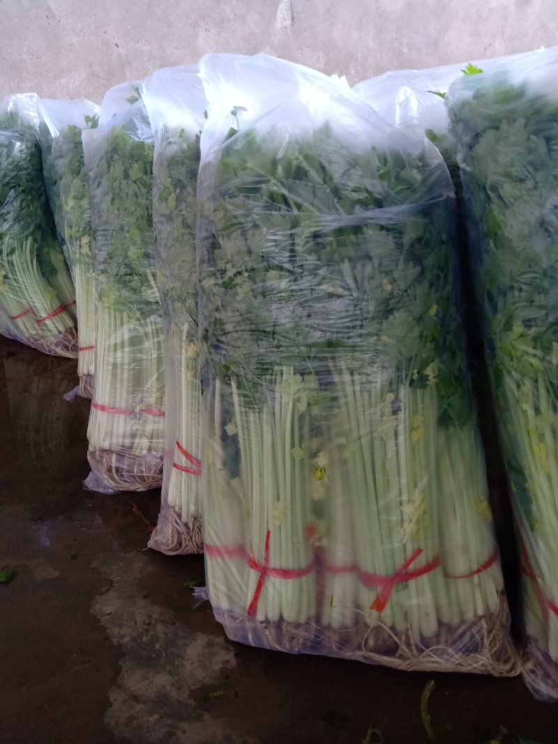 毛芹，产地直发，专业代收，保质保量，可视频看货，质量保障