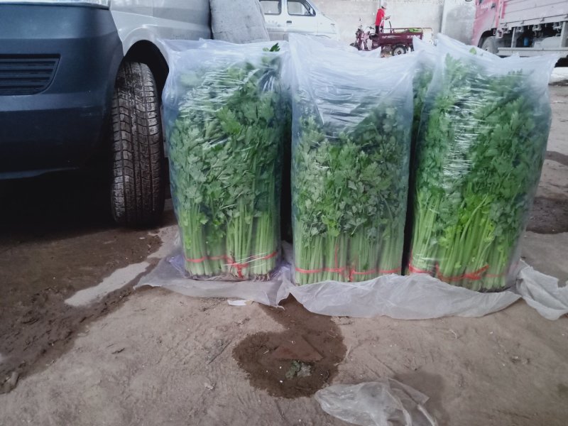 毛芹，产地直发，专业代收，保质保量，可视频看货，质量保障