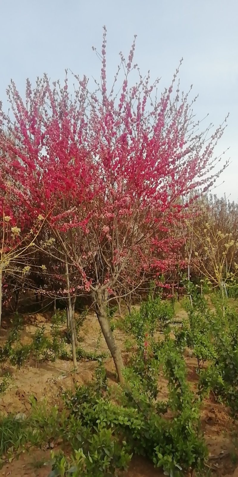 法桐大叶女贞，紫叶李