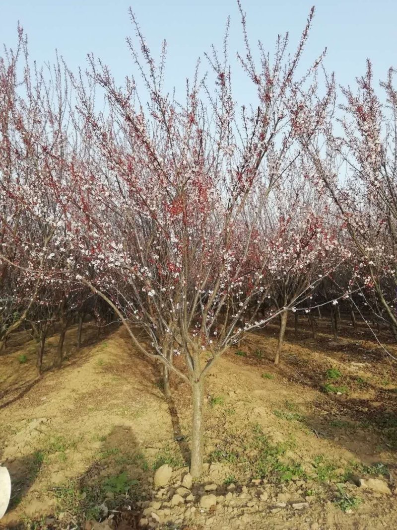 红叶李6～15公分，分枝点80