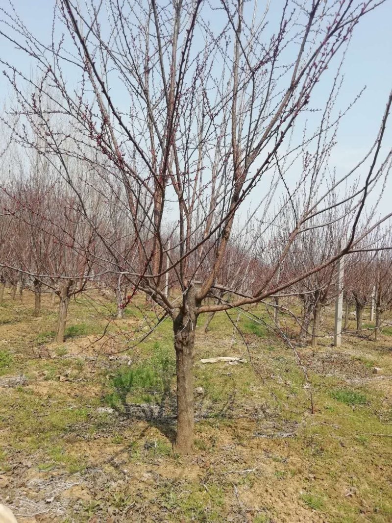 红叶李6～15公分，分枝点80