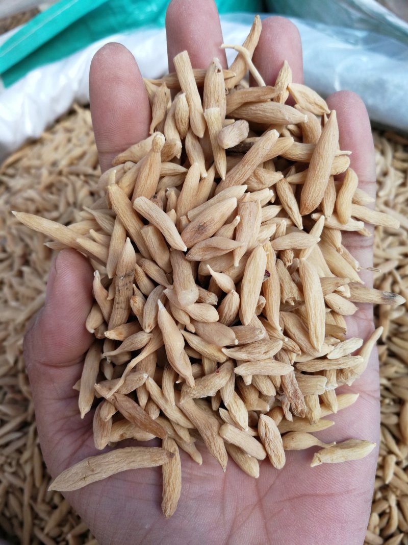 麦冬山麦冬产地直销量大从优一手货源
