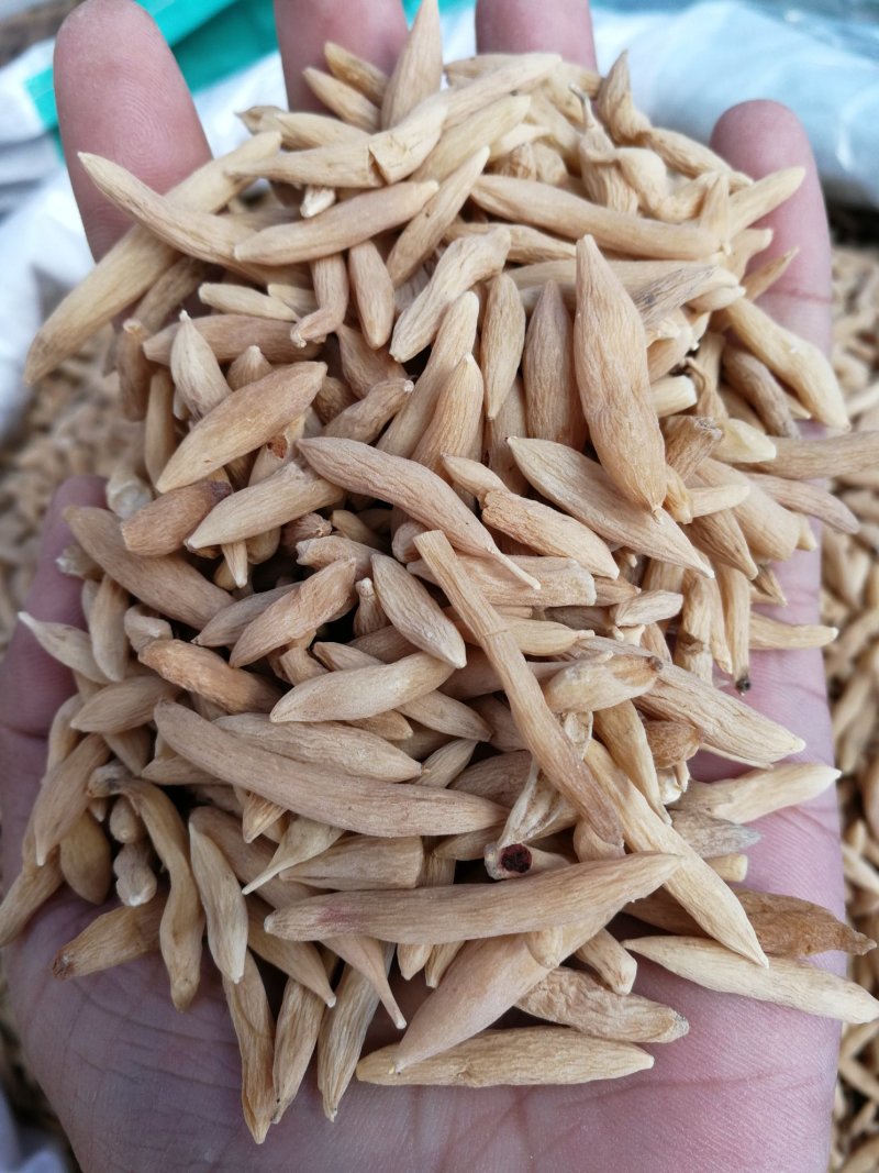 麦冬山麦冬产地直销量大从优一手货源