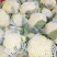 【热卖中】有机菜花新鲜上市量大从优诚信经营