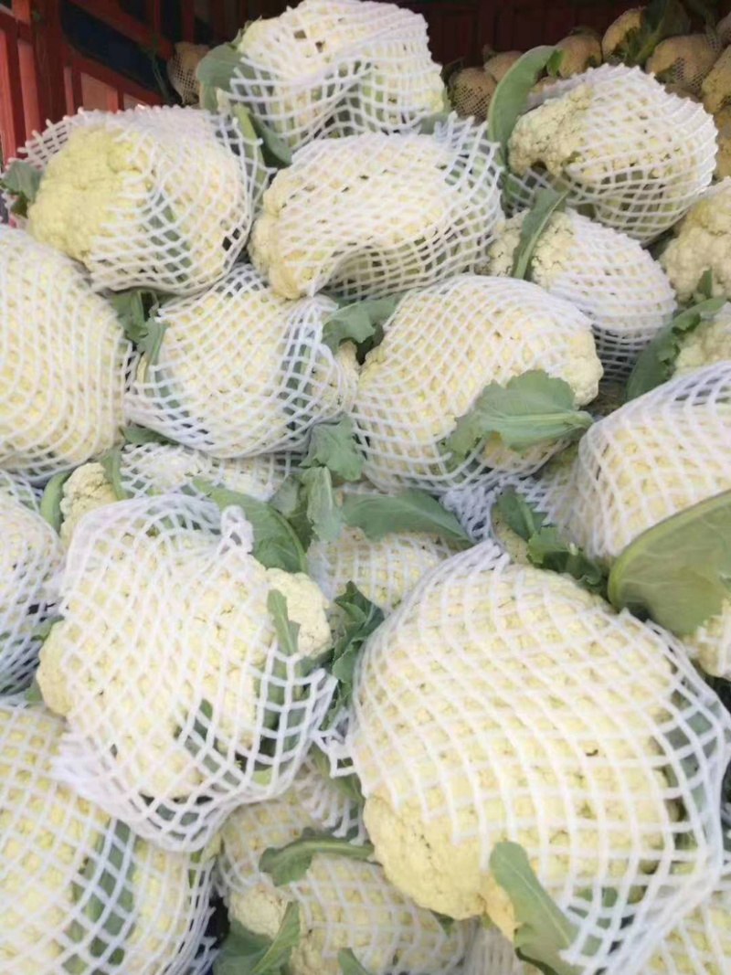 【热卖中】有机菜花新鲜上市量大从优诚信经营