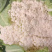 【热卖中】有机菜花新鲜上市量大从优诚信经营