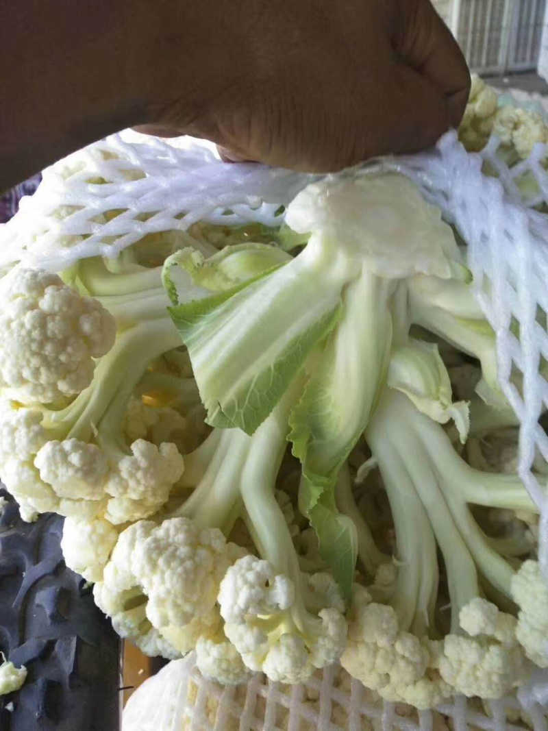 【热卖中】有机菜花新鲜上市量大从优诚信经营