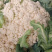 【热卖中】有机菜花新鲜上市量大从优诚信经营