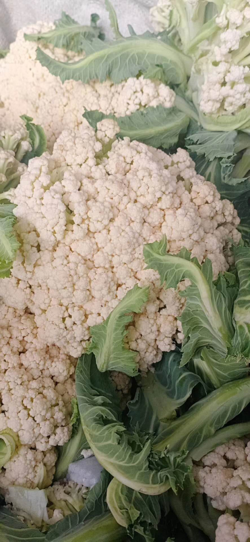 【热卖中】有机菜花新鲜上市量大从优诚信经营