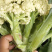 【热卖中】有机菜花新鲜上市量大从优诚信经营