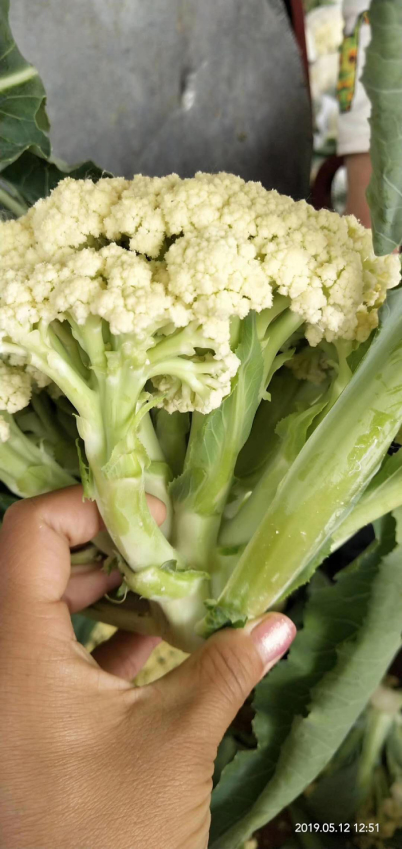 【热卖中】有机菜花新鲜上市量大从优诚信经营