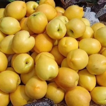 黄油桃河北省乐亭县有万亩棚桃大量上市欢迎新朋友前来合作。