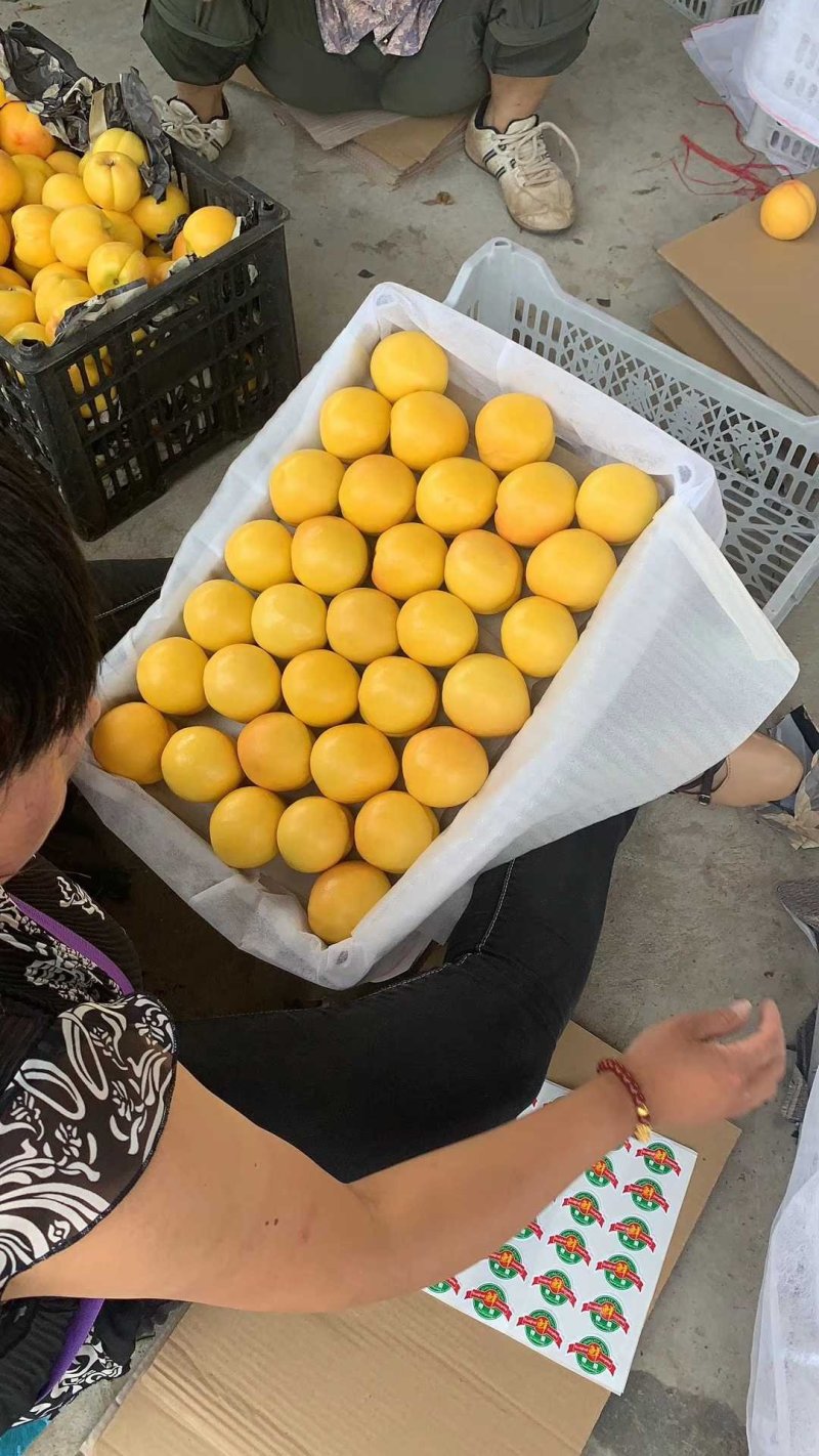 黄油桃河北省乐亭县有万亩棚桃大量上市欢迎新朋友前来合作。