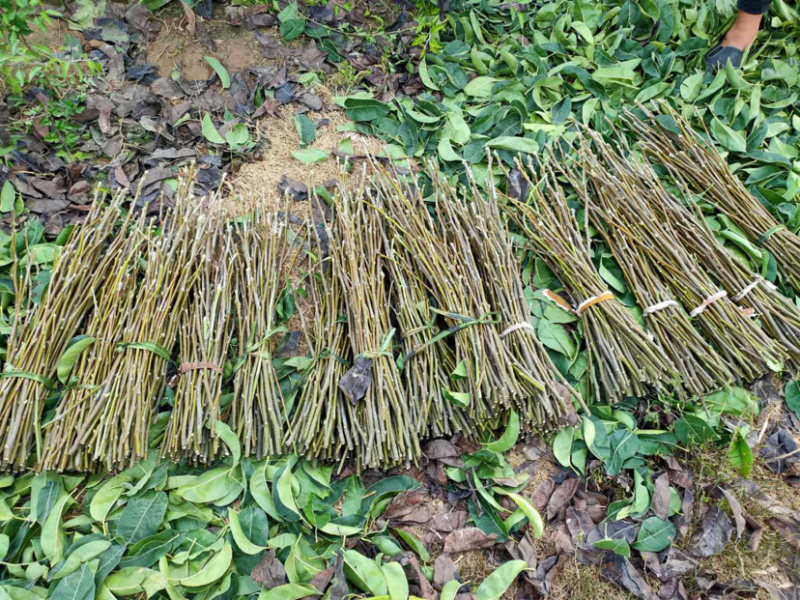 新品种“新玉梨”苏翠一号，沪晶18，超月，山农，新华接穗