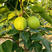 新品种“新玉梨”嫁接接穗，新华梨，秋月梨，创造梨嫁接接穗